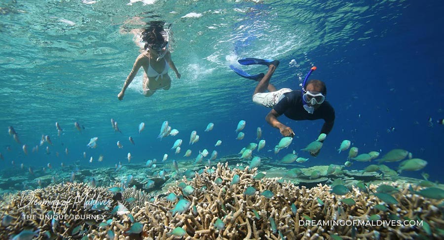 Snorkeling in Maldives